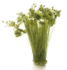 Woodland Scenics, Peel 'n' Place Tufts, Medium Green Prairie Grass