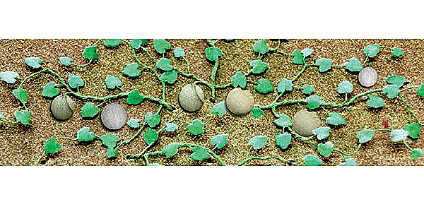 JTT Miniature, Cantaloupe Patch, Package of 6, HO Scale